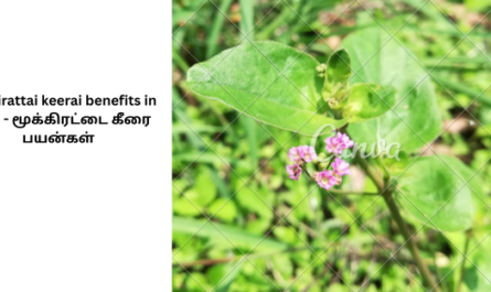 Mookirattai keerai benefits in tamil